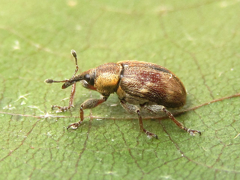 Curculionidae: Gymnetron villosulum